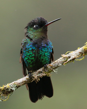 031 Fiery Throated Hummingbird 70D8160
