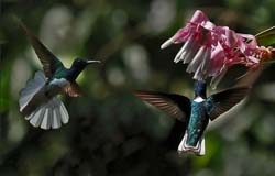 052 White-necked Jacobins 70D8515