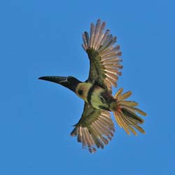 083 Collared Aracari 70D8976