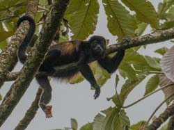104 Howler Monkey 80D0018