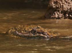 163 Caiman 80D0900