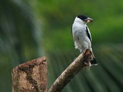 192 Black-crowned Titya 80D1177