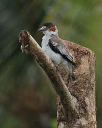 213 Female Black-crowned Titya 80D1322