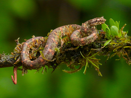 234 Eyelash Palm Pitviper 80D2015