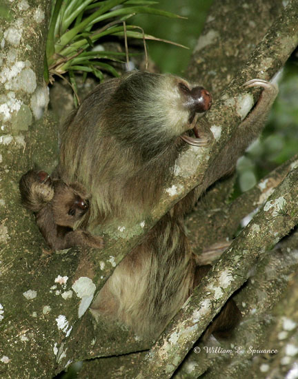 Three-toed Sloth-NG7A1704