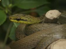 Bird-eating Snake-11811