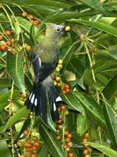 Long-tailed Silky-flycatcher-NG7A4254