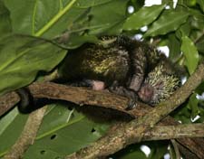 Mexican Hairy Porcupine-NG7A3961