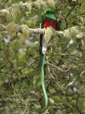 Resplendent Quetzal-NG7A4330