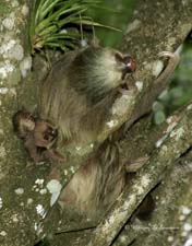 Three-toed Sloth-NG7A1704