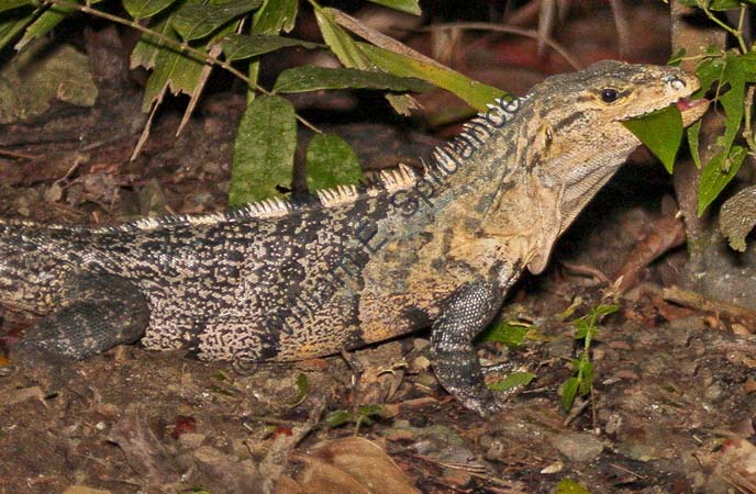 Black Spiny Iguana 4U5B2786