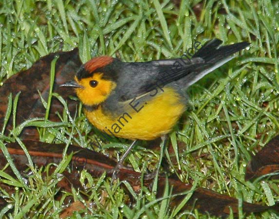 Collared redstart 4U5B3518