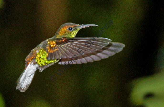 Coppery-headed Emerald 4U5B1781