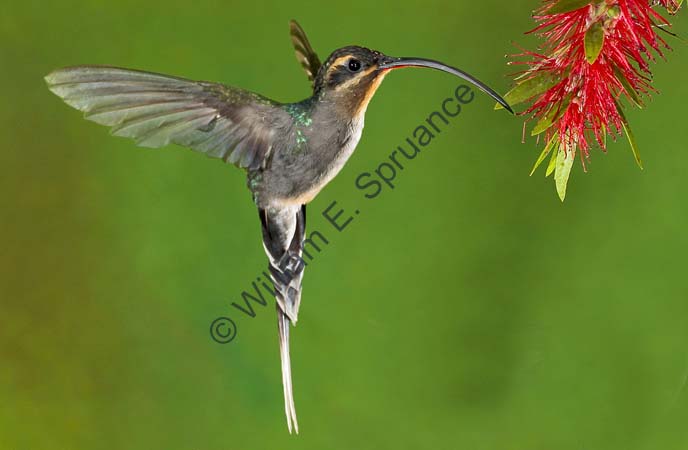Green Hermit - male 4U5B2223