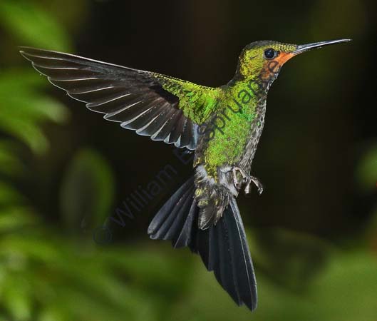 Green-crowned Brilliant 4U5B1772