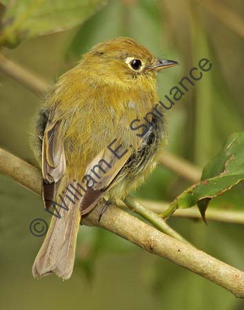 Yellow billed Flycatcher 4U5B3977