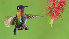 Fiery-throated Hummingbird 4U5B2327