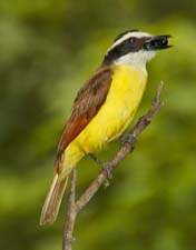 Great Kiskadee 4U5B2376