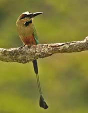Turquoise-browed Motmot 4U5B2394