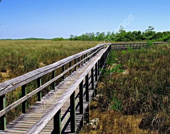 Pathway-to-Preservation-P4020017