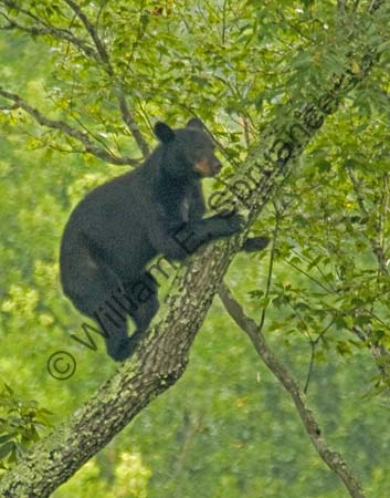 Cades-Cove-Bear-3U5B4293