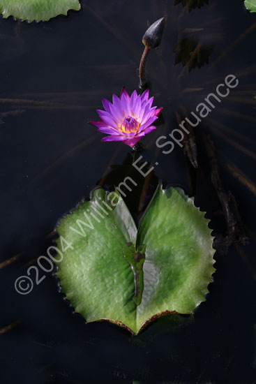 L-Day-Water-Lily-2236