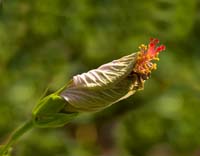 Heartleaf-Rosemallow-2286
