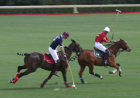 Polo-3085
