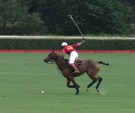 Polo-3086