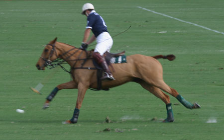Polo-3092