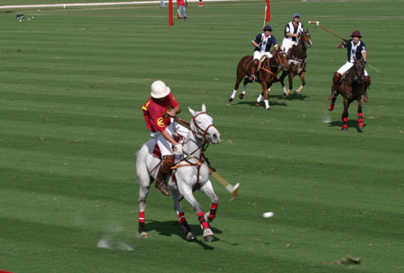 Polo-3113