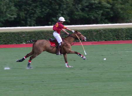 Polo-3117