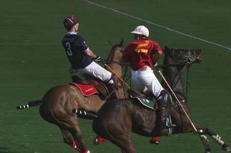 Polo-3121