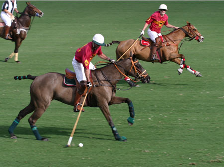 Polo-3122