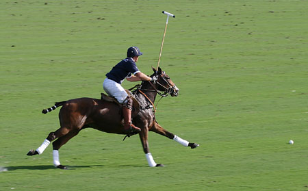 Polo-3123