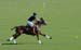Polo-3123