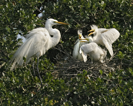 Great-Egret-9050