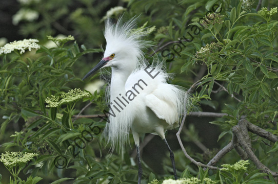 Snowy-Egret-8919