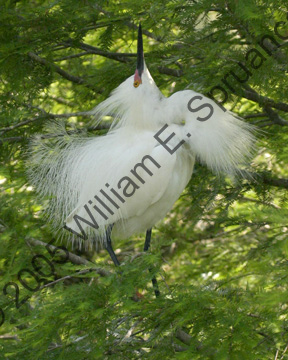 Snowy-Egret-9122