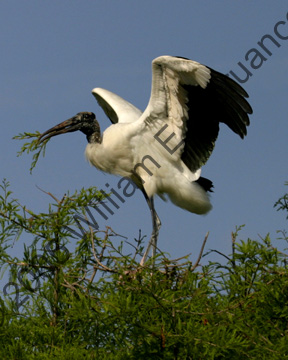 Wood-Stork-8986
