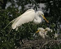 Great-Egret-9132
