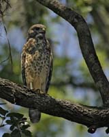 Red-Shouldered-Hawk-8734