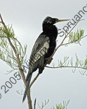 Anhinga-Male-7944