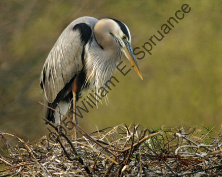 Great-Blue-Heron-7137