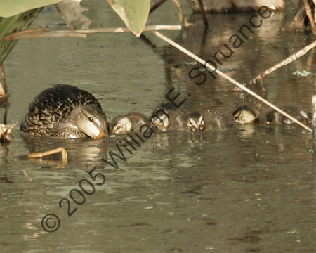 Mallard-Ducklings-7920