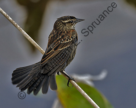 Sparrow-7027