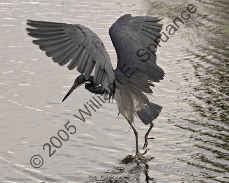 Tri-colored-Heron-7650