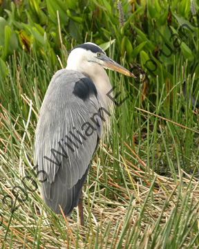 Wunder-Heron-7203