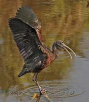 Glossy-Ibis-7049